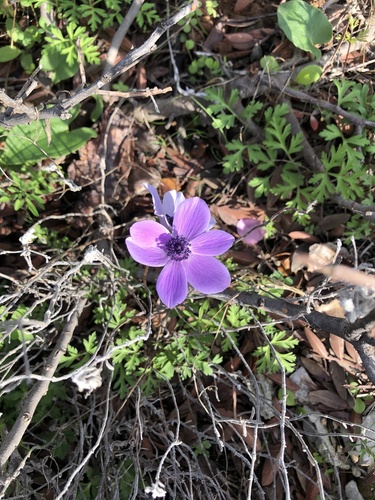 Anemone coronaria — photo 2