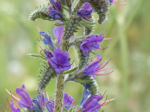 Echium vulgare — photo 1