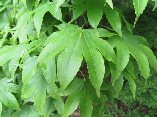 Acer palmatum — photo 3