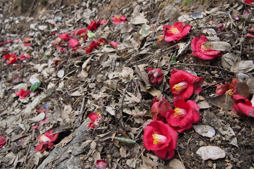 Camellia japonica — photo 2