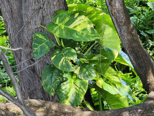 Epipremnum aureum — photo 3