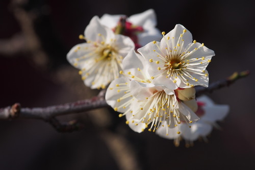 Prunus mume — photo 1