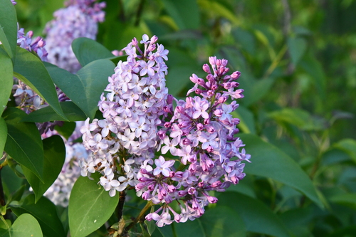 Syringa vulgaris — photo 1