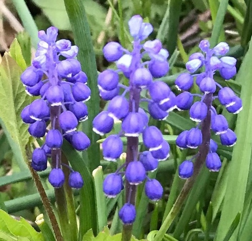 Muscari — photo 1