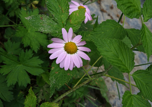 Tanacetum coccineum — photo 2