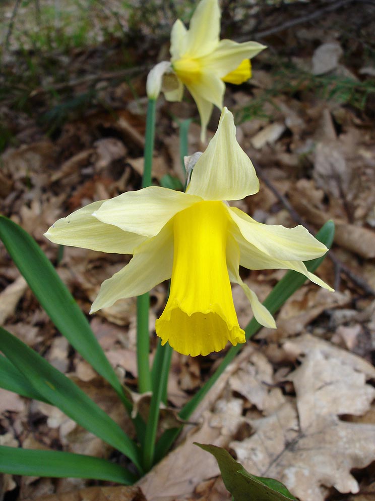 Jonquille Narcissus pseudonarcissus