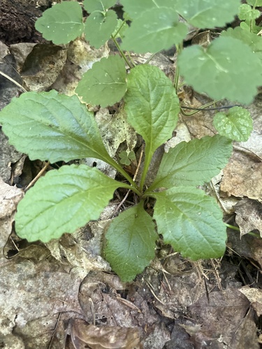 Ajuga reptans — photo 2
