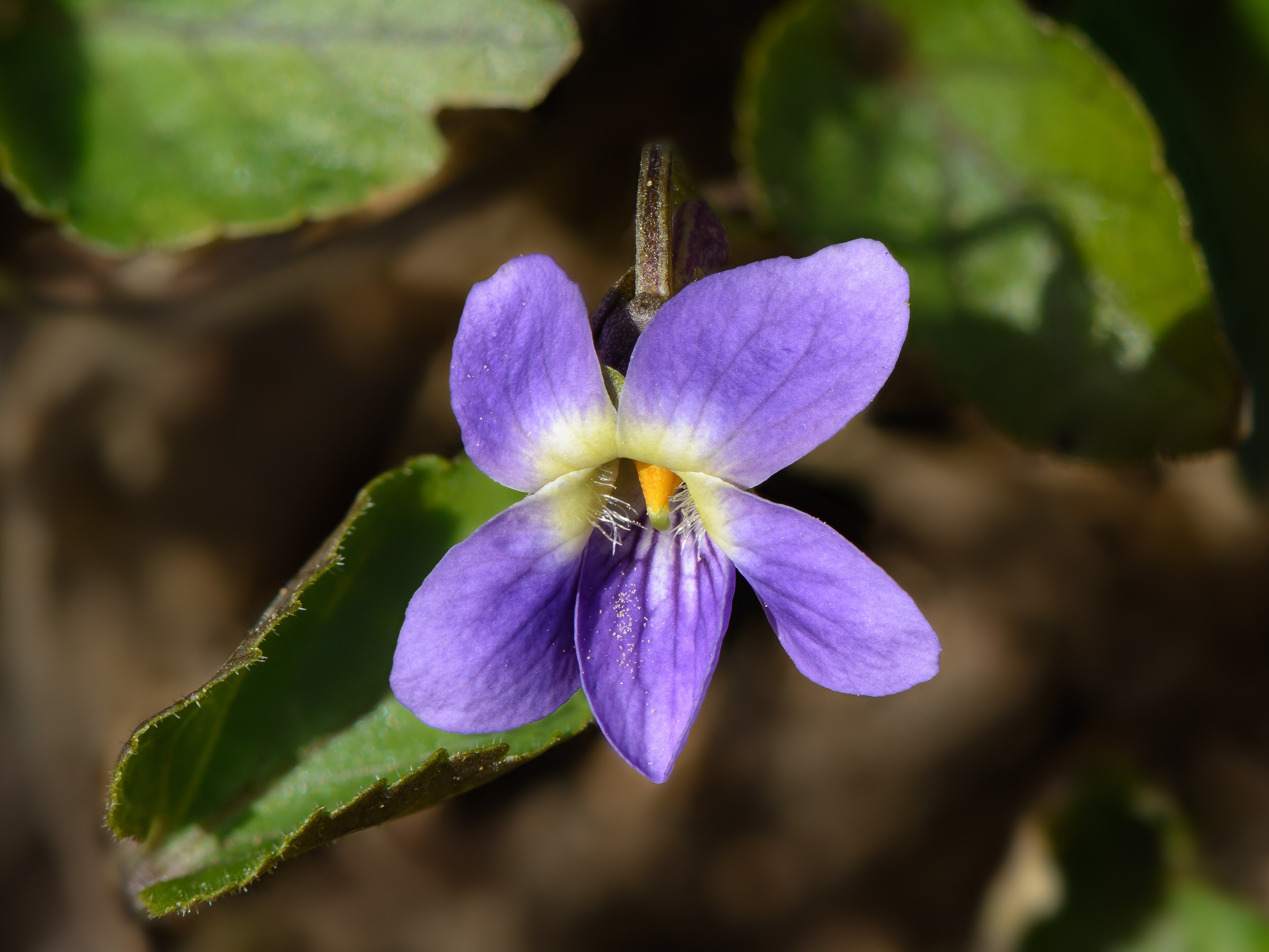 Violette odorante, fleur de naissance de février