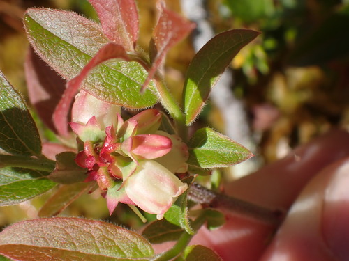 Vaccinium myrtilloides — photo 3