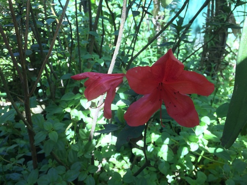 Rhododendron simsii — photo 2