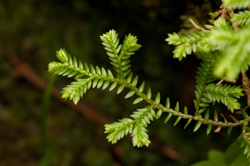 Selaginella kraussiana — photo 1