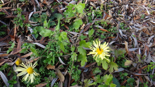 Chrysanthemum × morifolium — photo 3