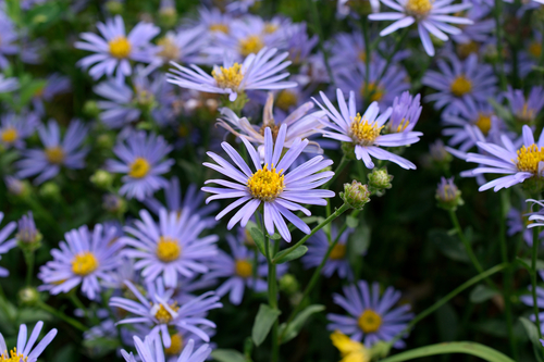 Aster amellus — photo 1