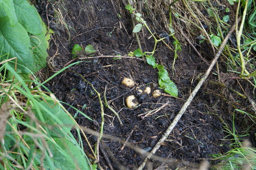 Solanum tuberosum — photo 3