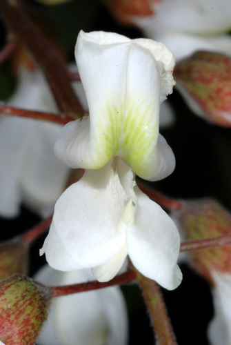 Robinia pseudoacacia — photo 3