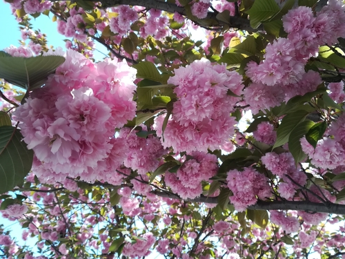 Prunus serrulata — photo 1