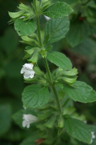 Mélisse officinale (Melissa officinalis) — photo 1