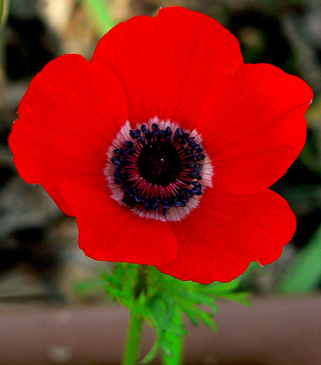 Anémone Anemone coronaria