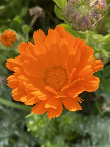 Calendula officinalis — photo 1