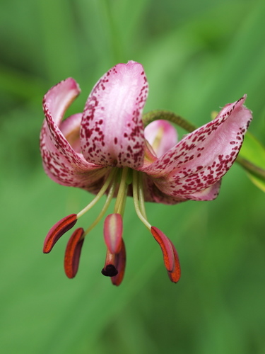 Lys martagon (Lilium martagon) — photo 1