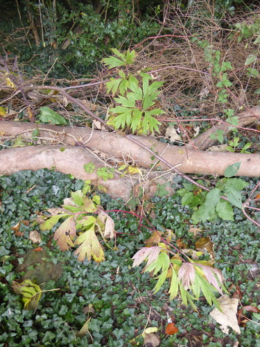Pivoine arbustive (Paeonia × suffruticosa) — photo 2