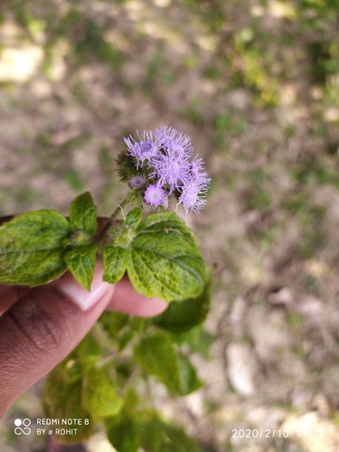 Ageratum houstonianum — photo 2