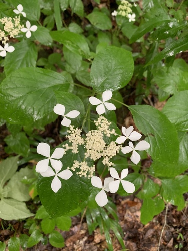 Hydrangea arborescens — photo 3