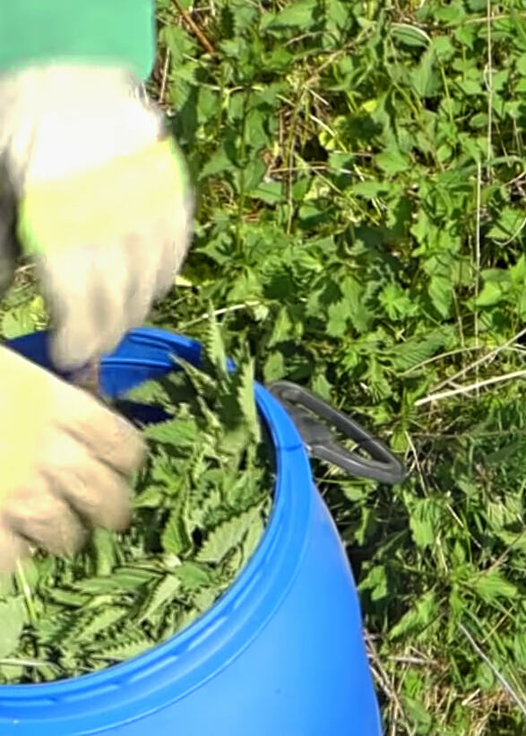 Bac rempli de feuilles fraîches d'ortie (Urtica dioica) avant ajout d'eau de pluie