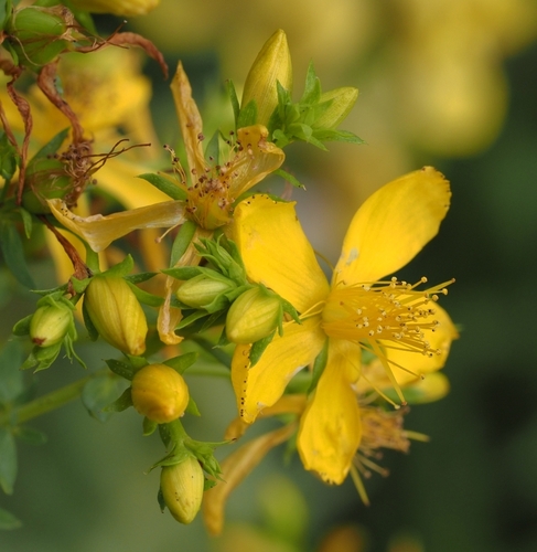 Hypericum perforatum — photo 1