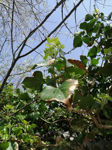 Hedera helix — photo 2