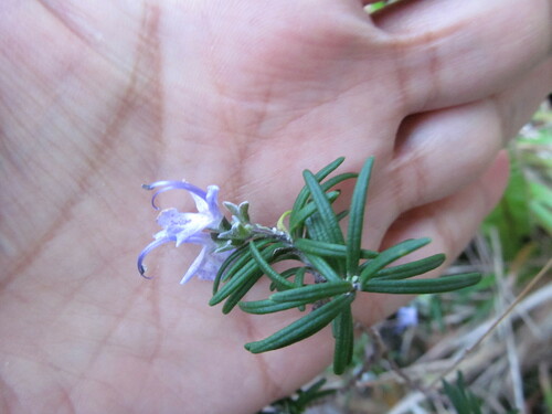 Rosemary (Salvia rosmarinus): origin and uses โ photo 2