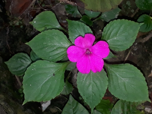 Impatiens walleriana — photo 1