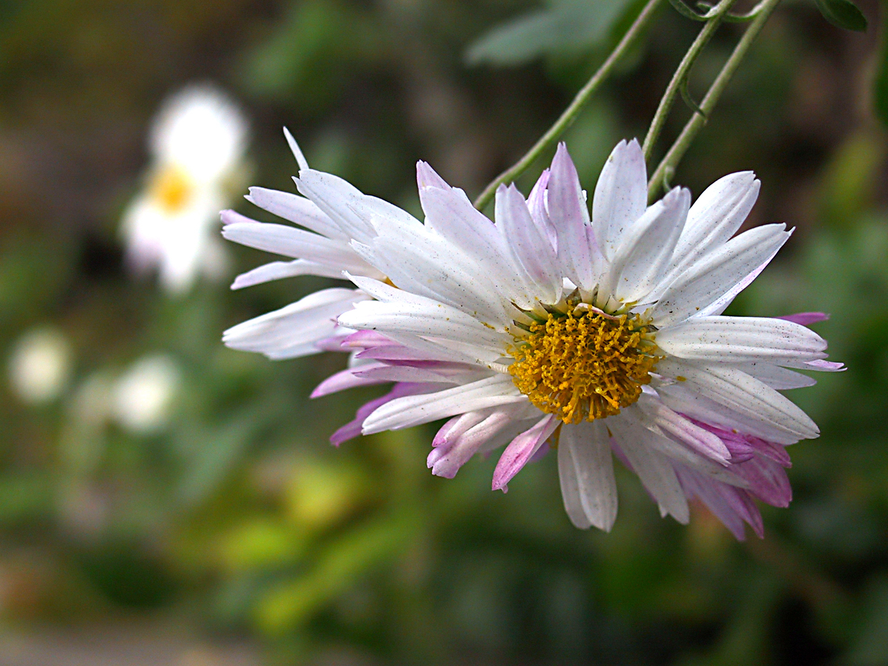 Chrysanthème jaune-orangé, fleur de naissance de novembre