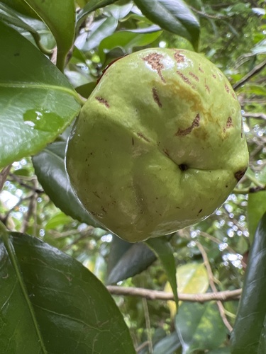 Camellia japonica — photo 3