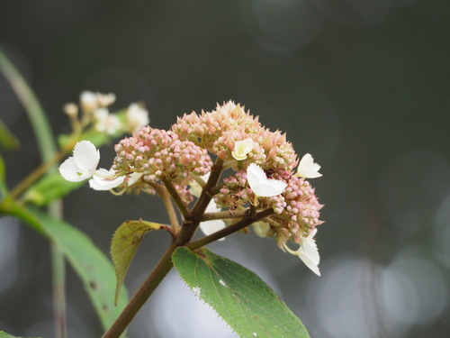 Hydrangea aspera — photo 3