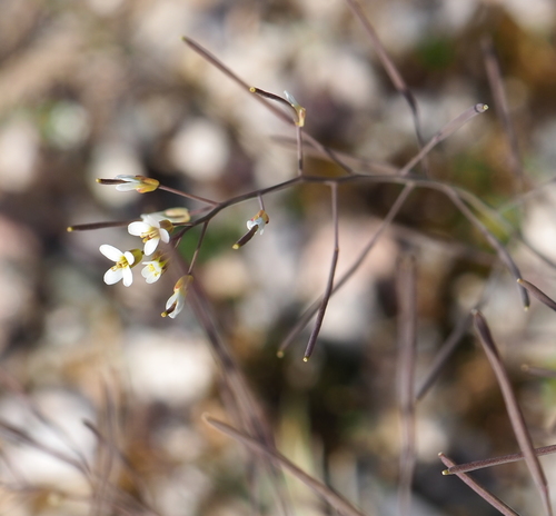 Arabidopsis thaliana — photo 1