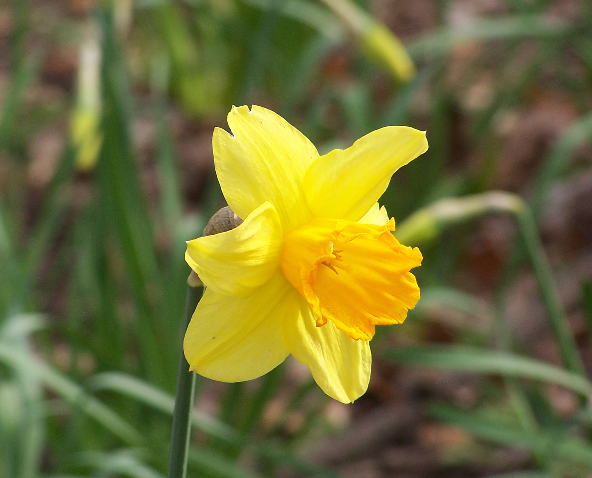 Jonquille jaune, fleur de naissance de mars