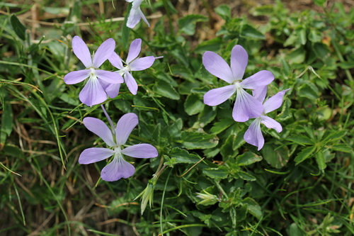 Pensée à corne (Viola cornuta) — photo 1