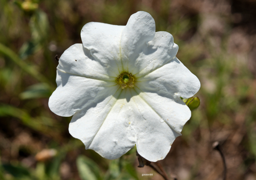 Petunia — photo 1