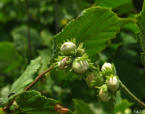 Corylus avellana — port 1