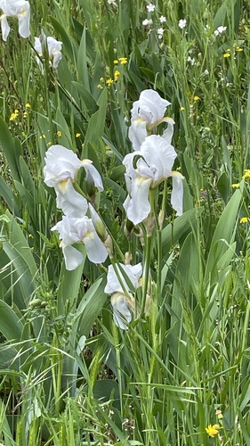 Iris florentina — photo 1