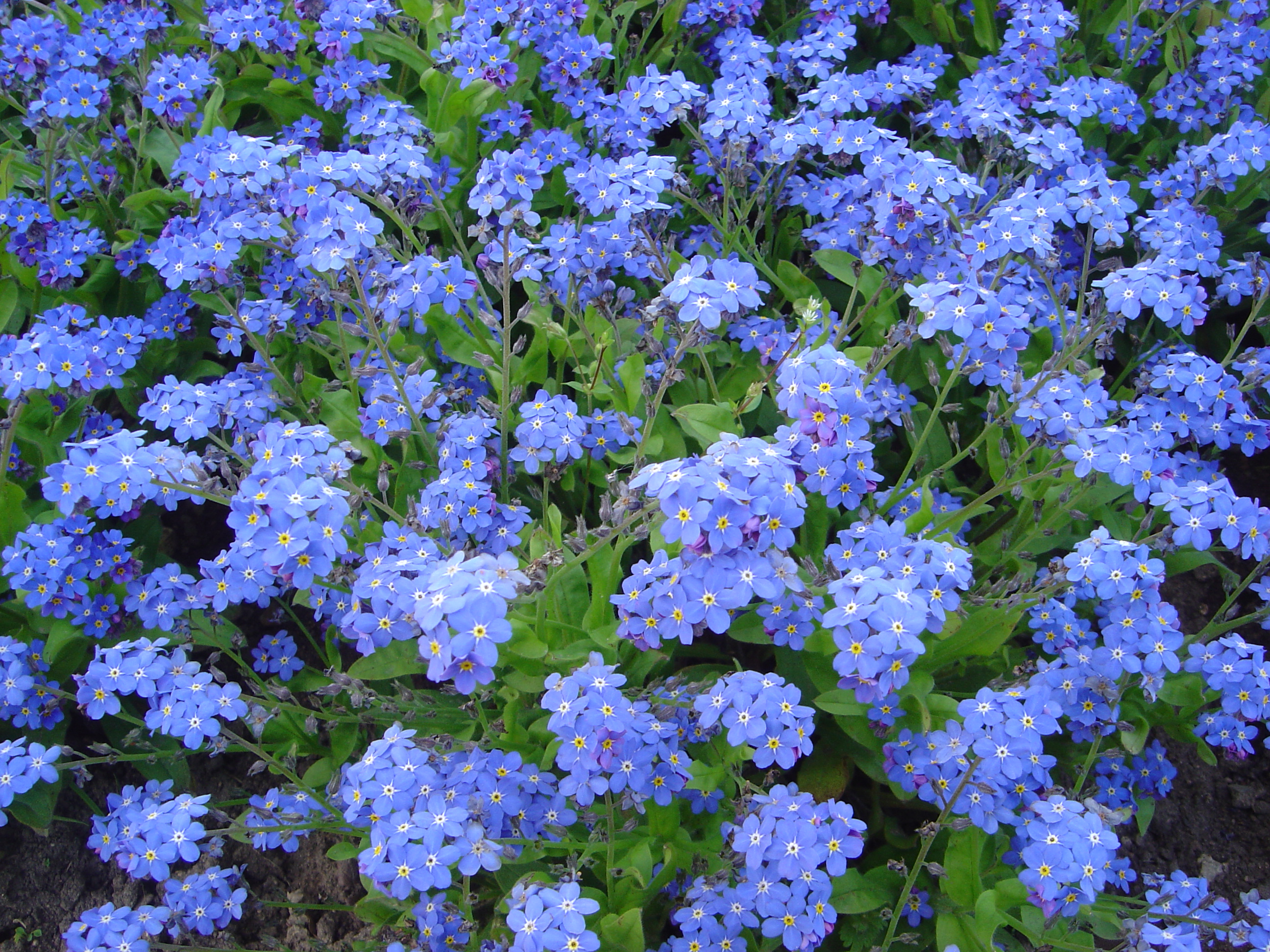 Myosotis sylvatica