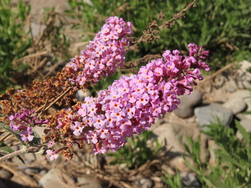 Buddleja davidii — photo 3