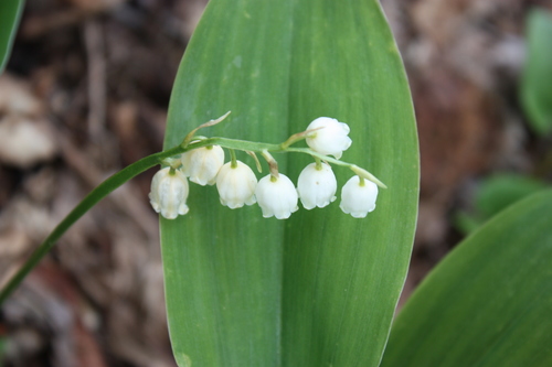 Muguet d'Amérique (Convallaria pseudomajalis) — photo 1
