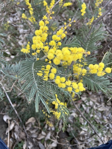 Acacia dealbata — photo 1