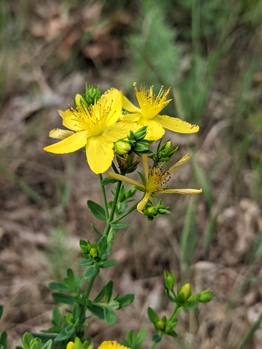 Hypericum perforatum — photo 2