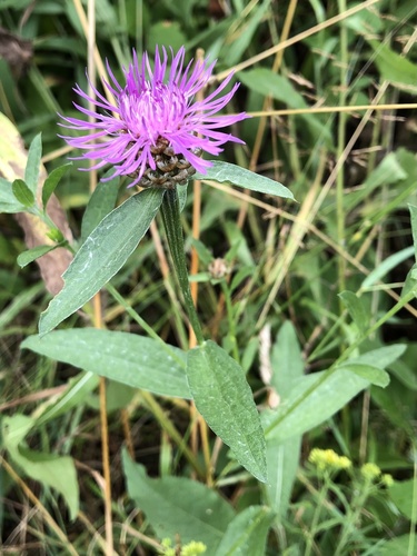 Centaurea jacea — photo 1