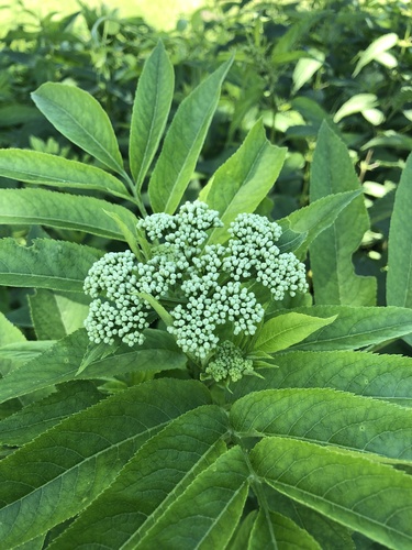 Sambucus ebulus — photo 3