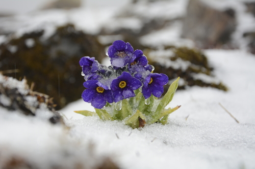 Primula — photo 2