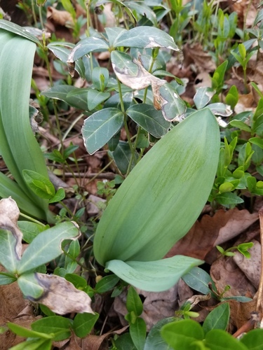 Allium tricoccum — photo 2